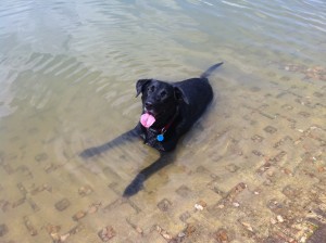 Ruby at Shawnee Mission Lake - August 8, 2010