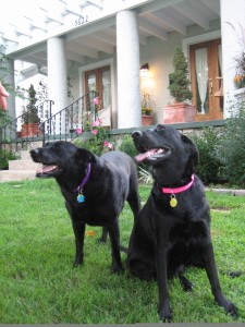 Sage and Ruby, our black labs - May 2007