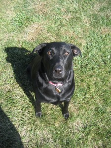 Ruby, our black lab - November 2006