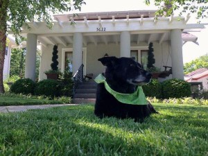 Miss Sage, our beautiful black lab